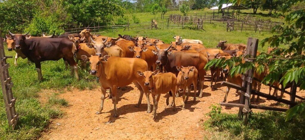 Disanksi, CV Miki Jaya Abadi Harus Kembalikan Uang Muka Pengadaan Bibit Sapi Rp1,016 M