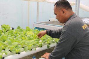 Tanaman Sawi dan Selada Mulai Tumbuh Subur Hasil Budidaya WBP Rutan Palu