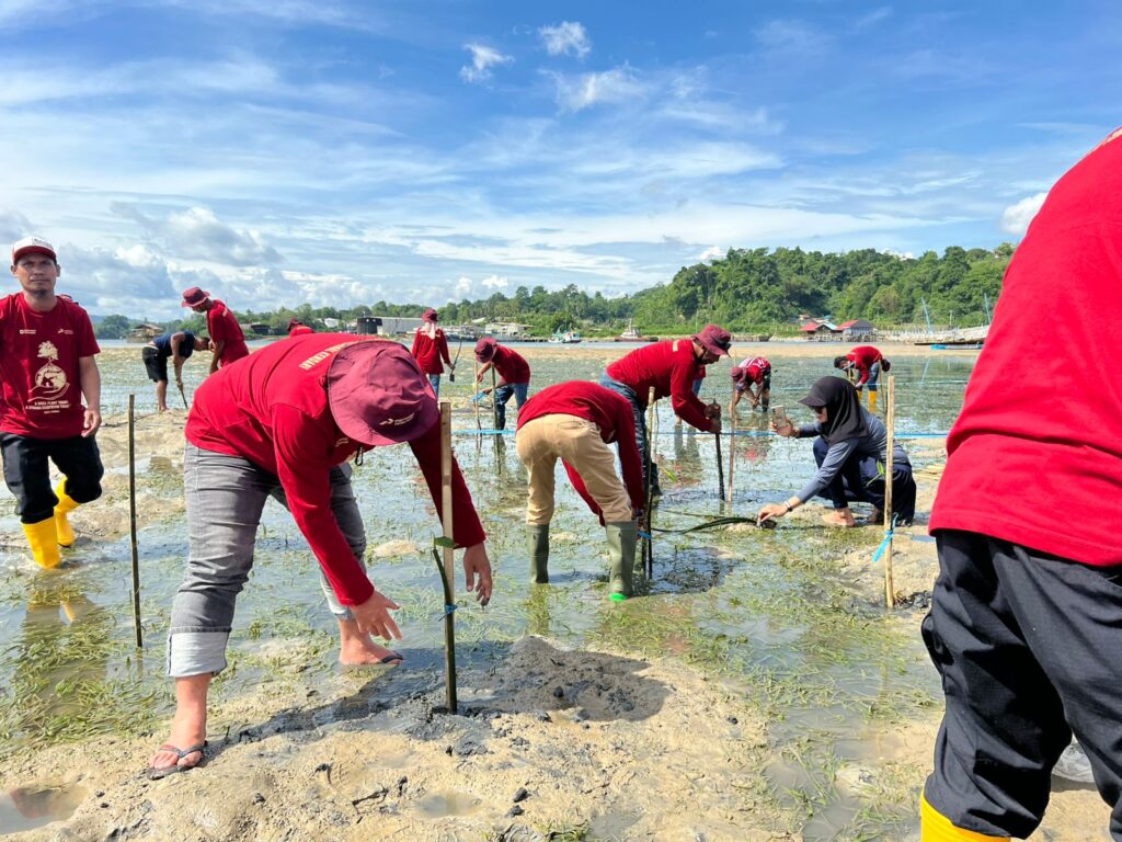Pertamina Patra Niaga Sulawesi Tanam 1.000 Mangrove di Kendari