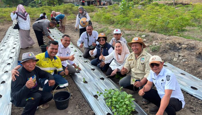Pemkot Palu Tanam 2.000 Pohon Cabai