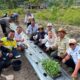 Pemkot Palu Tanam 2.000 Pohon Cabai